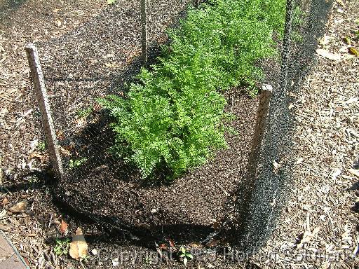 Carrot - Bird Netting 